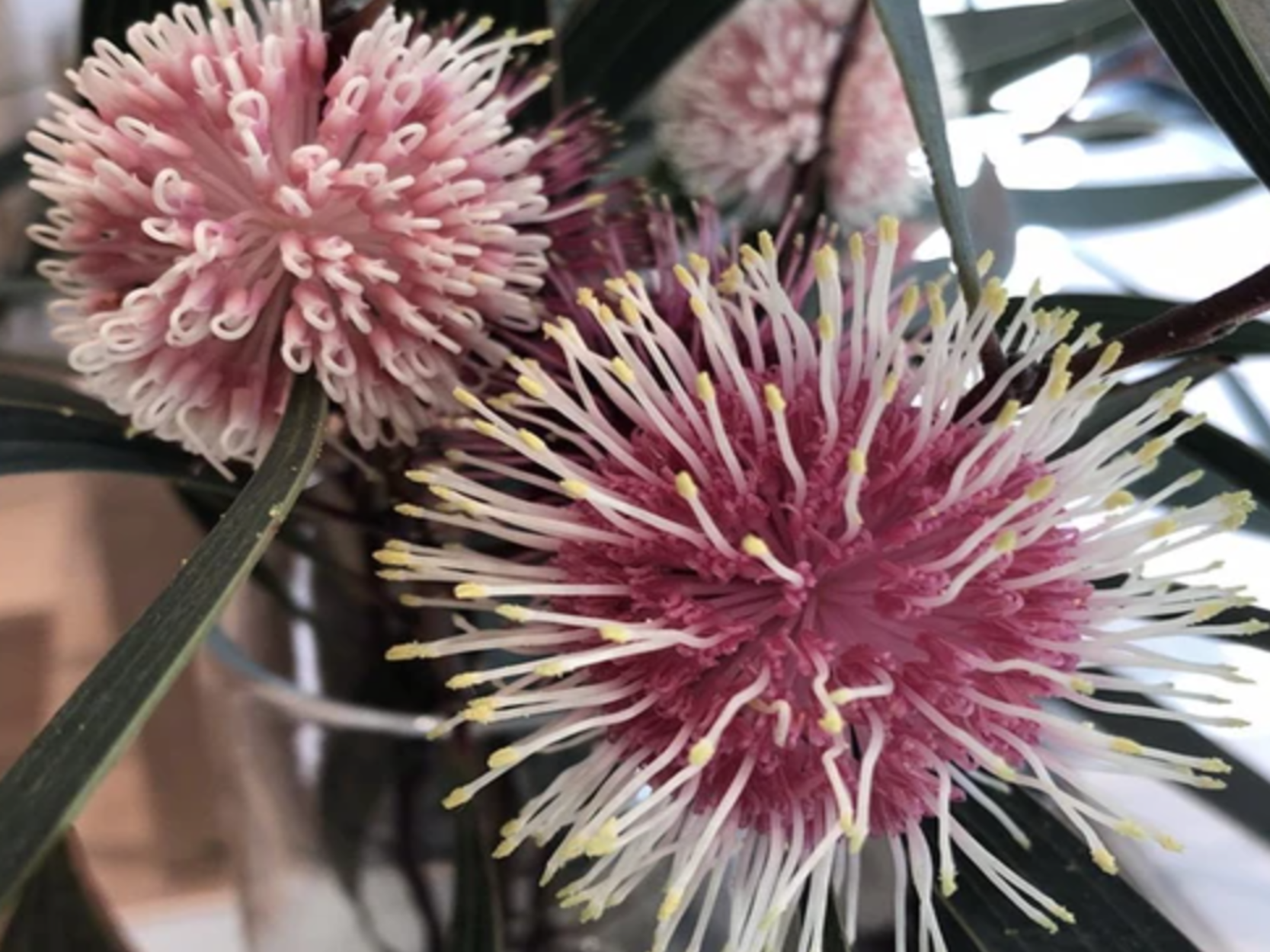 INGREDIENTS WE AVOID #4