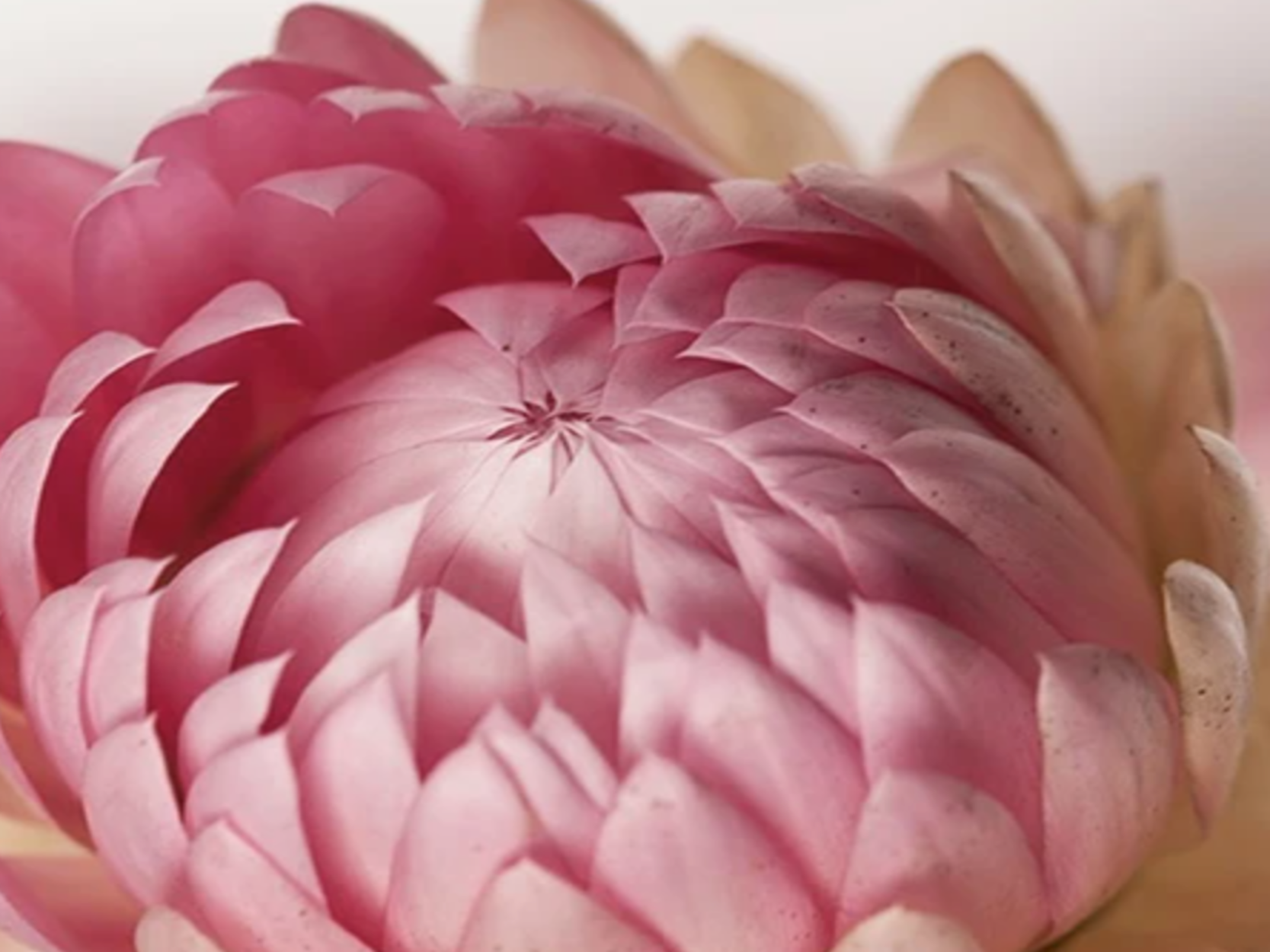 INGREDIENTS WE AVOID #5