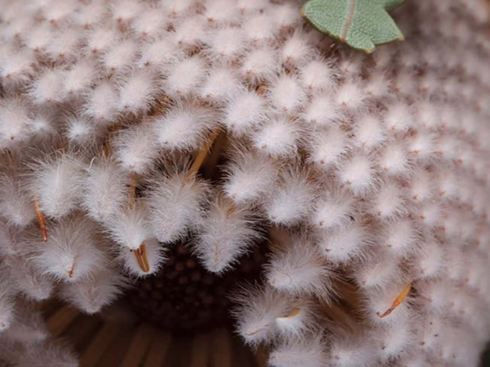 INGREDIENTS WE AVOID #7