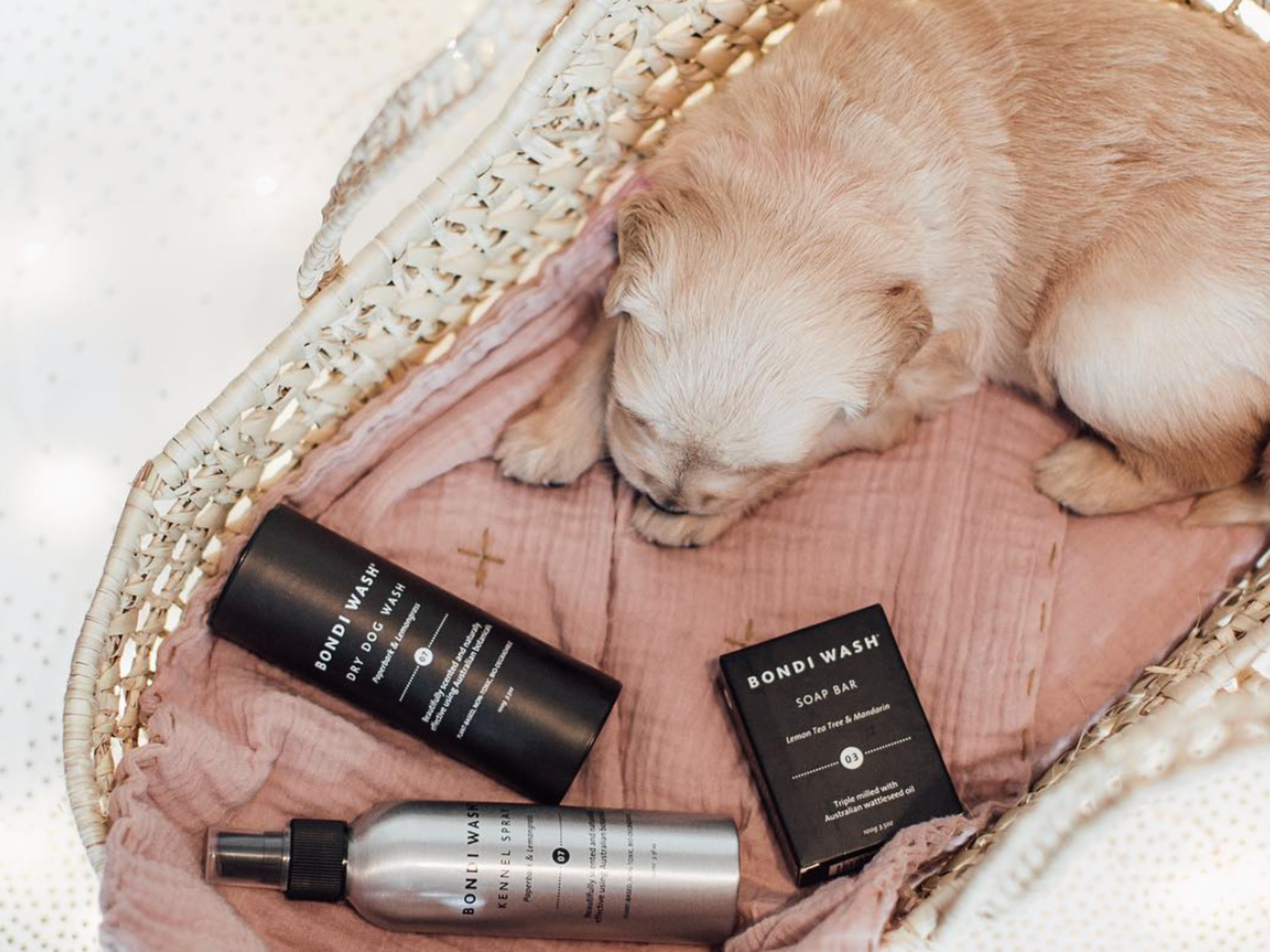 DOGS AND ESSENTIAL OILS