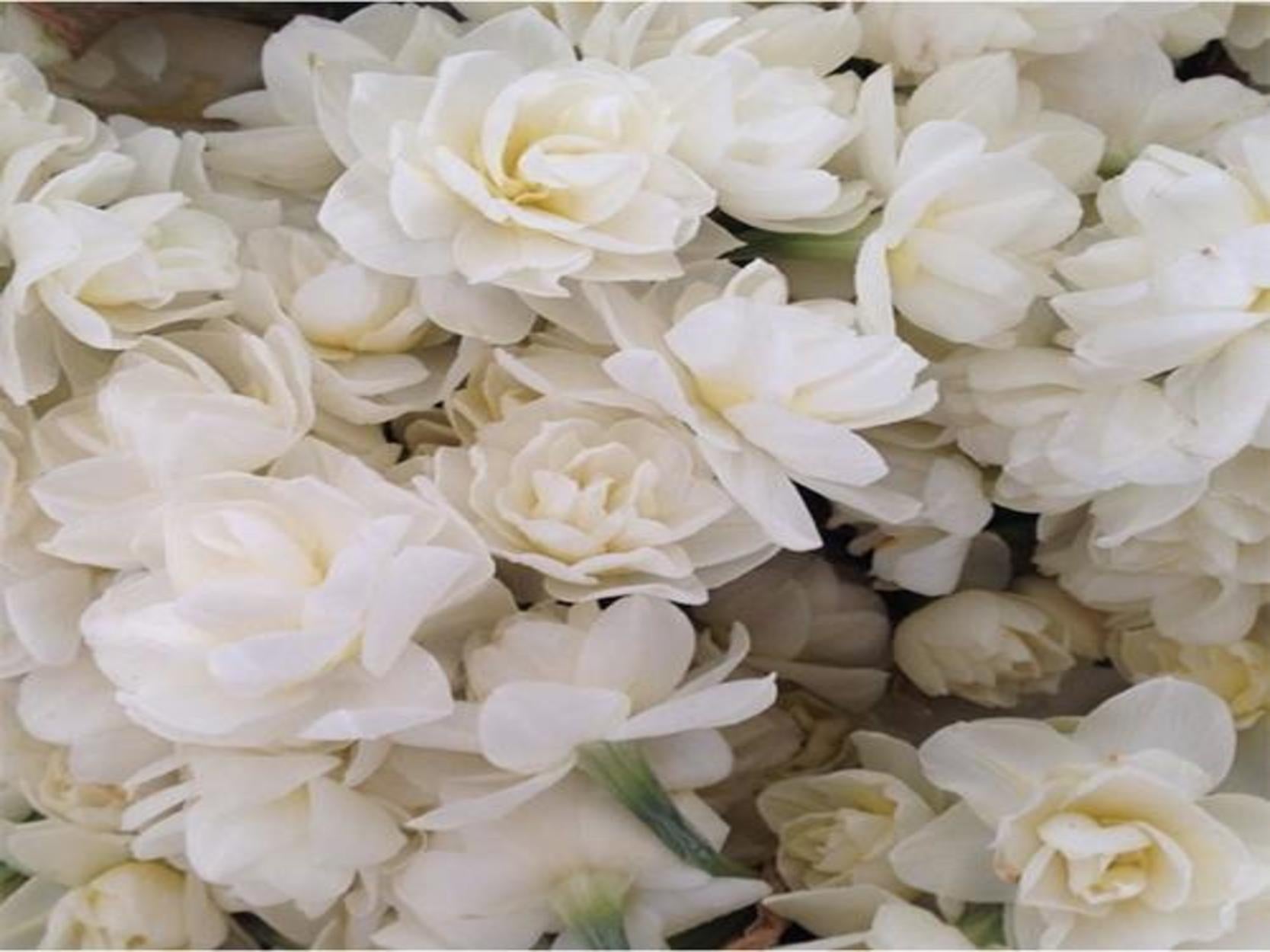 INGREDIENTS WE AVOID #1