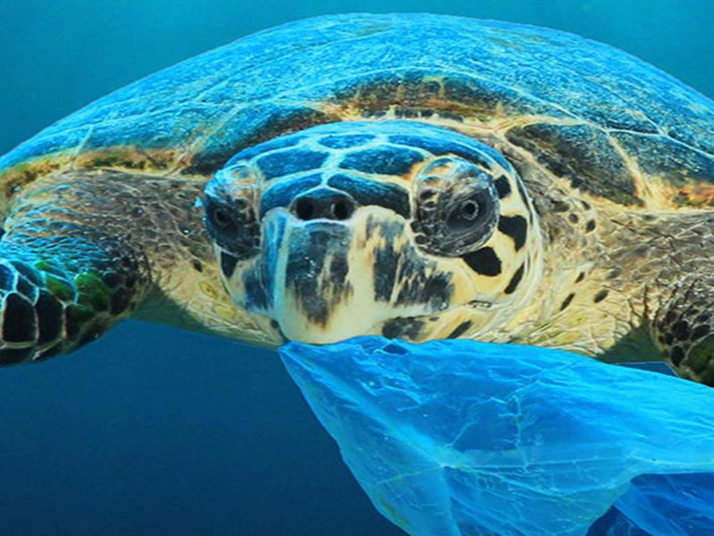 WHAT WE'RE DOING TO REDUCE PLASTIC USE