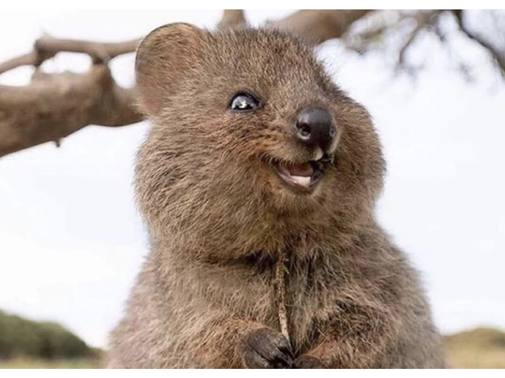 Meet Australia's happiest animal