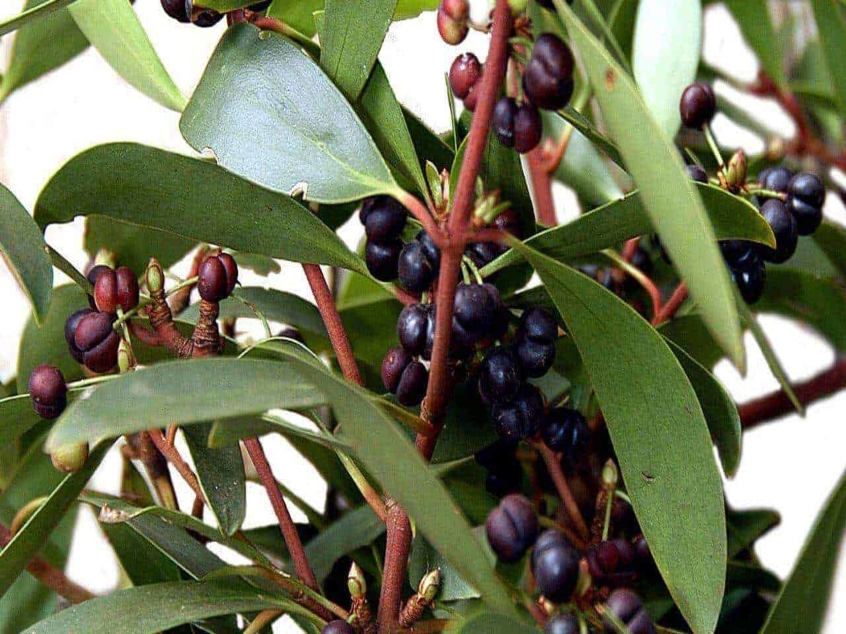 INGREDIENT FOCUS: TASMANIAN PEPPER