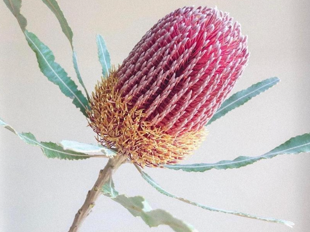 BANKSIA SEED