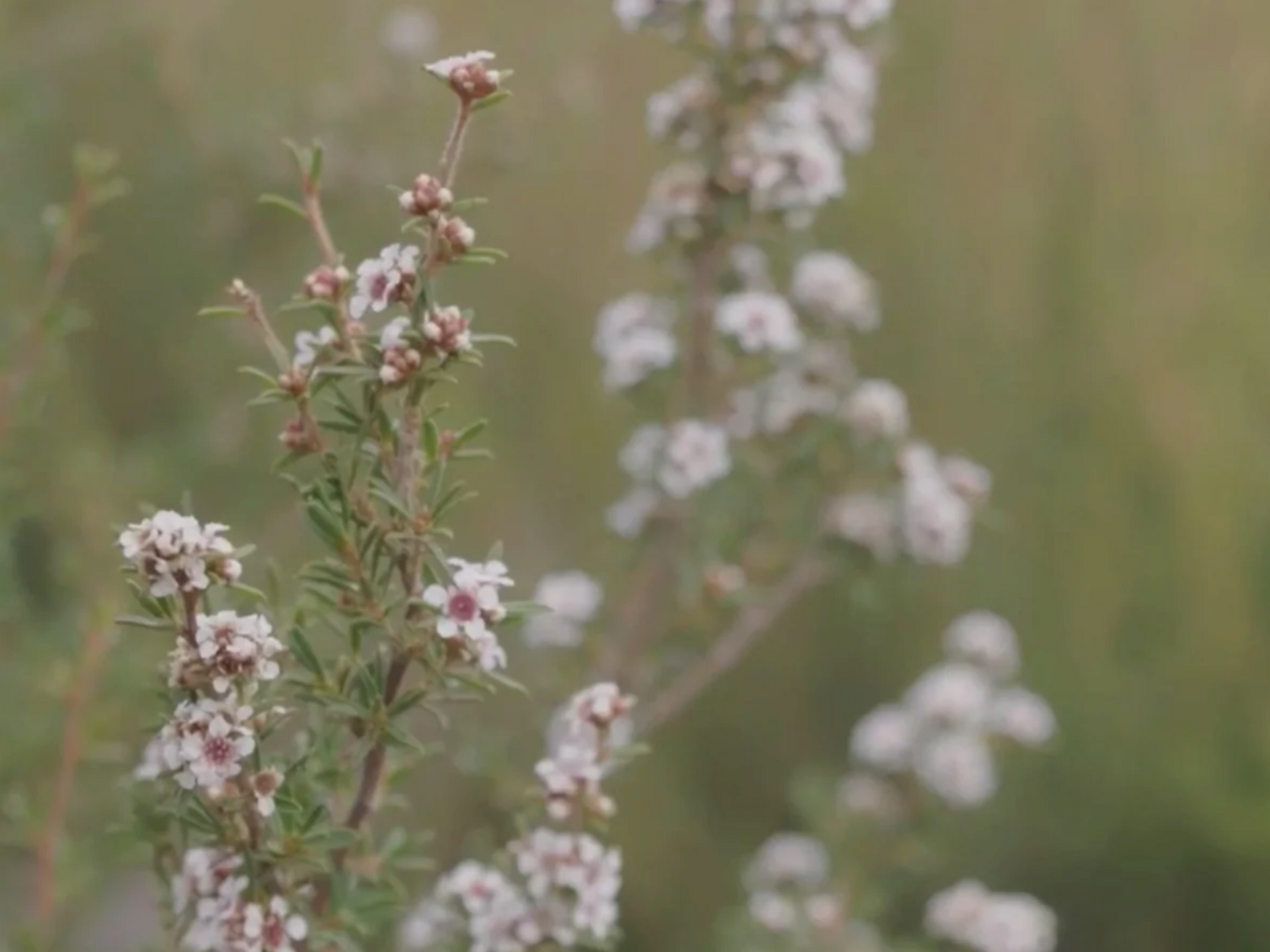 SCENT FOCUS: FRAGONIA