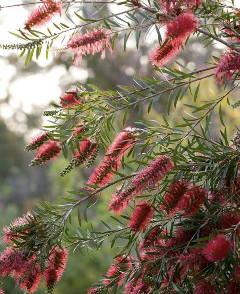 NATURAL WAYS TO KEEP INSECTS AWAY
