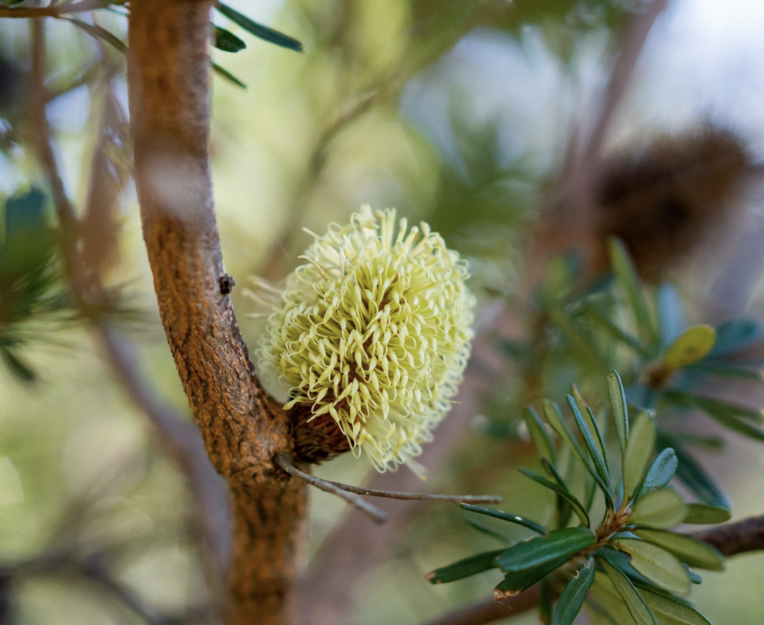 BOTANICAL WONDERS FROM THE AUSTRALIAN BUSH