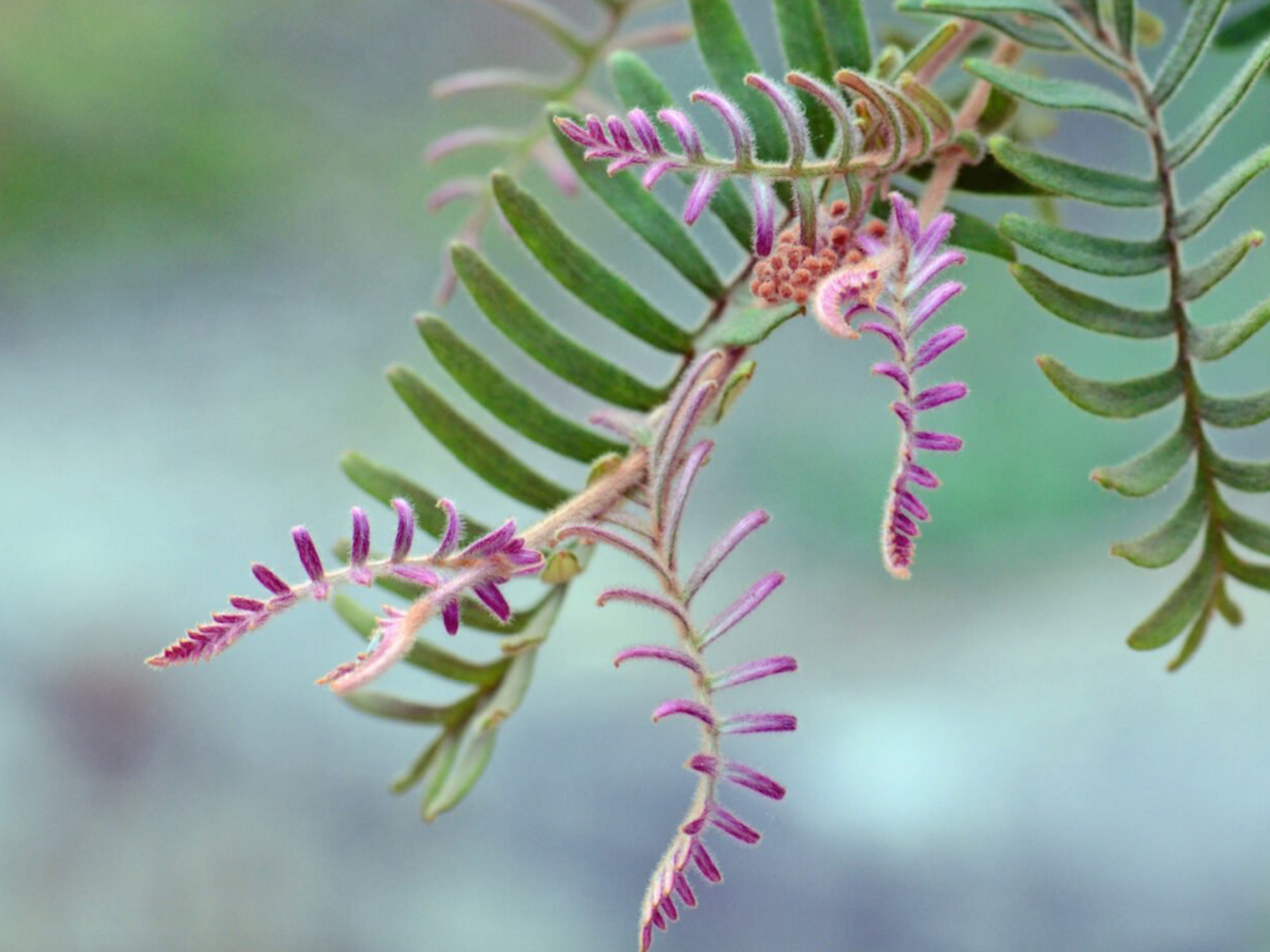 ENDANGERED PLANTS