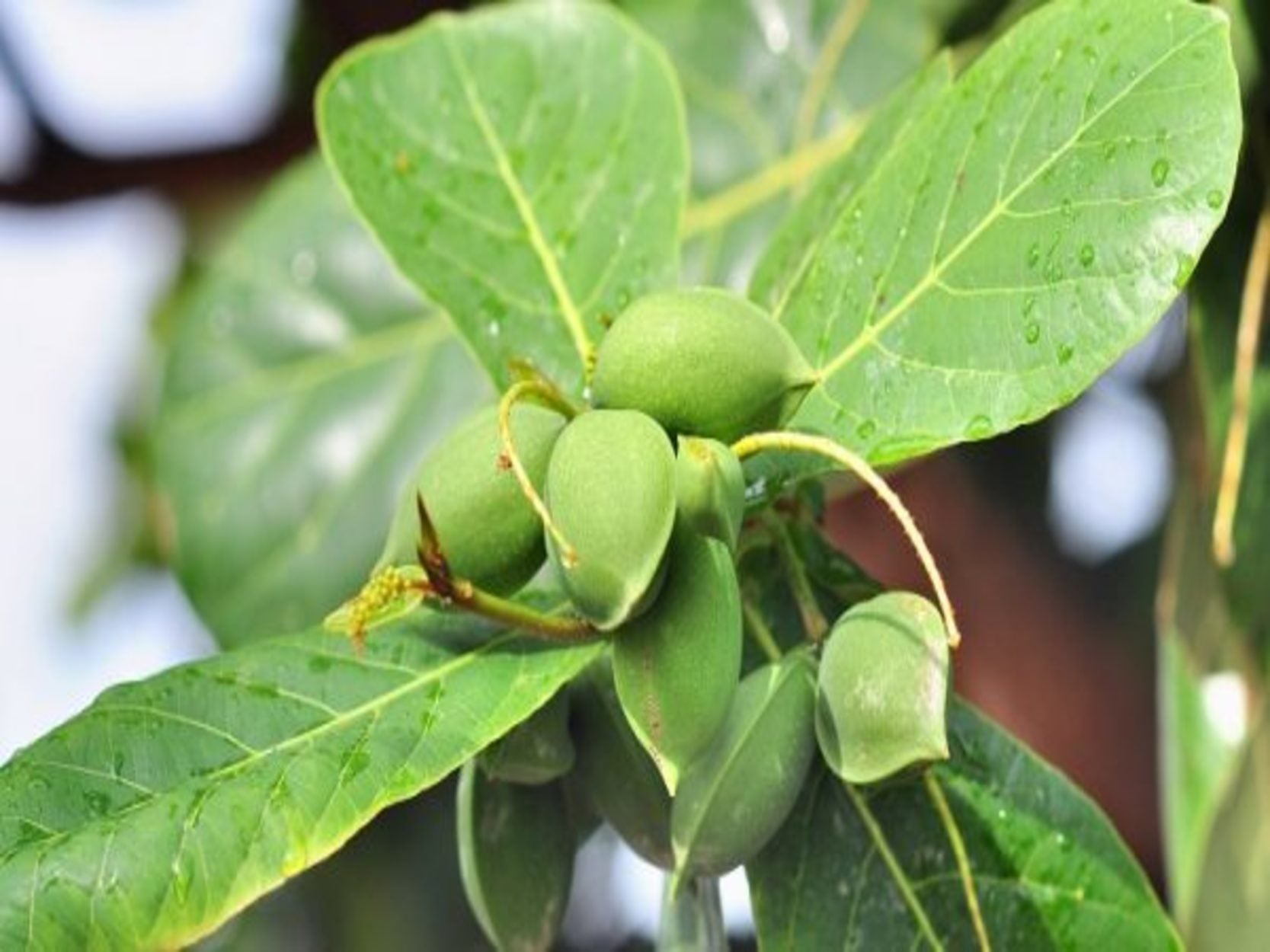 KAKADU PLUM